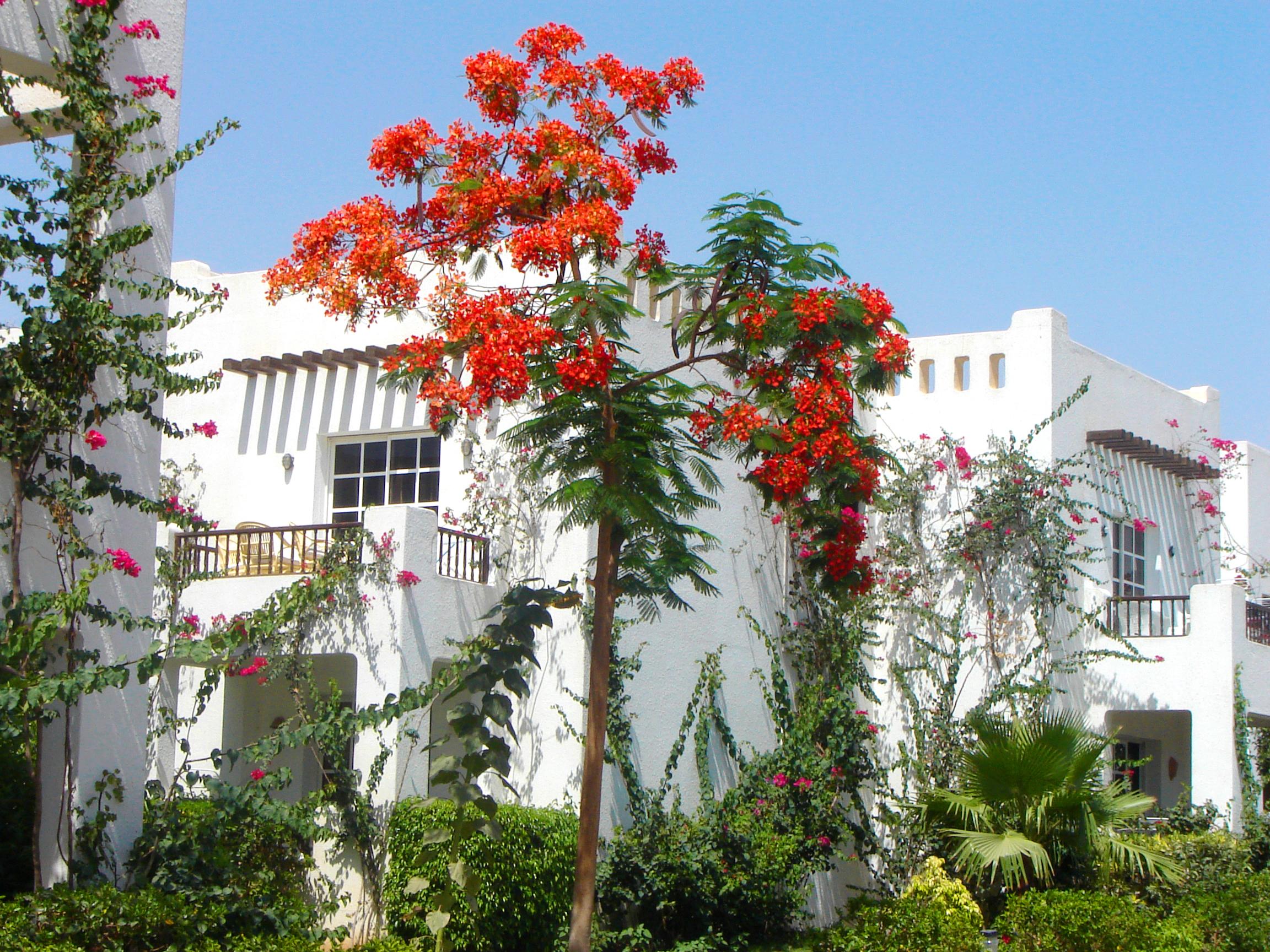 Delta Sharm Resort ,Official Web, Delta Rent, Sharm El Sheikh, South Sinai, Egypt Εξωτερικό φωτογραφία